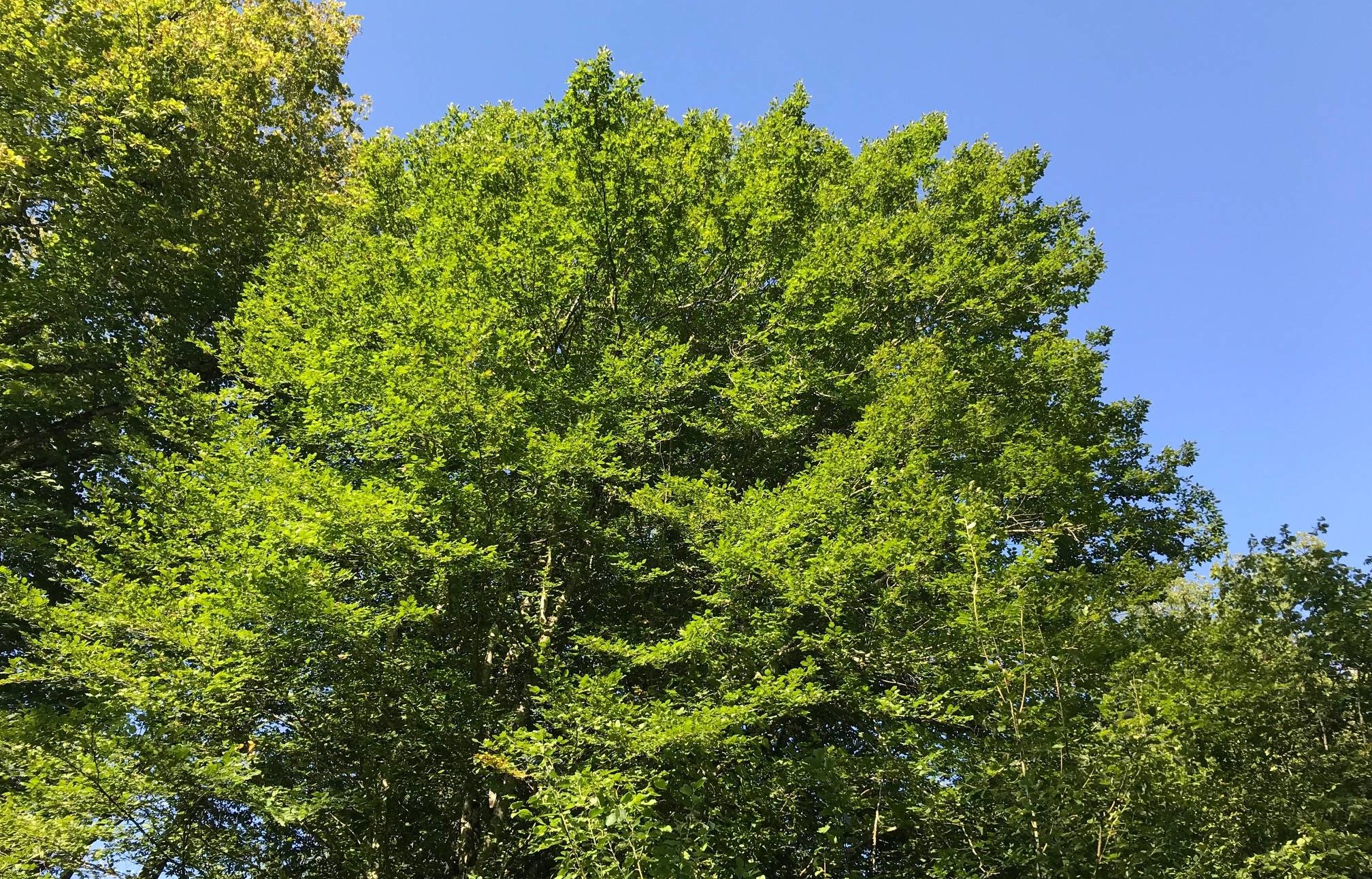 La forêt : une ressource à protéger La forêt : une ressource à protéger