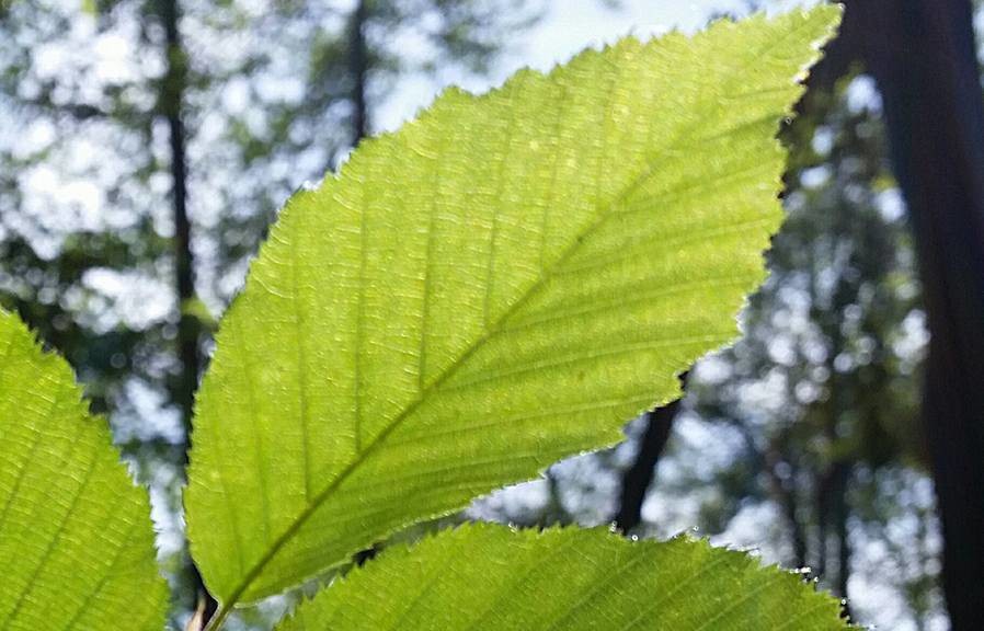 Tout mon soutien au projet de parc national des forêts ! Tout mon soutien au projet de parc national des forêts !